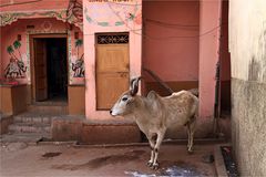 Straßenszene in Pushkar