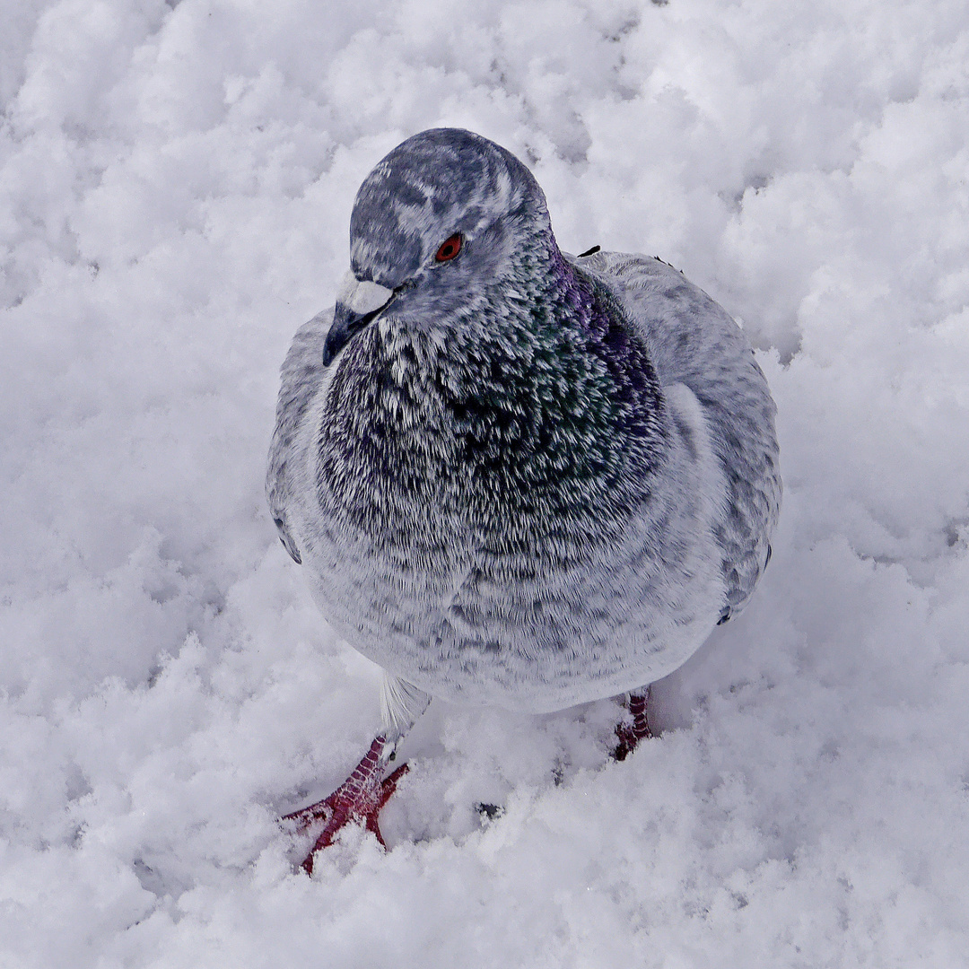 Strassentaube (Columba livia domestica)