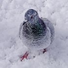 Strassentaube (Columba livia domestica)