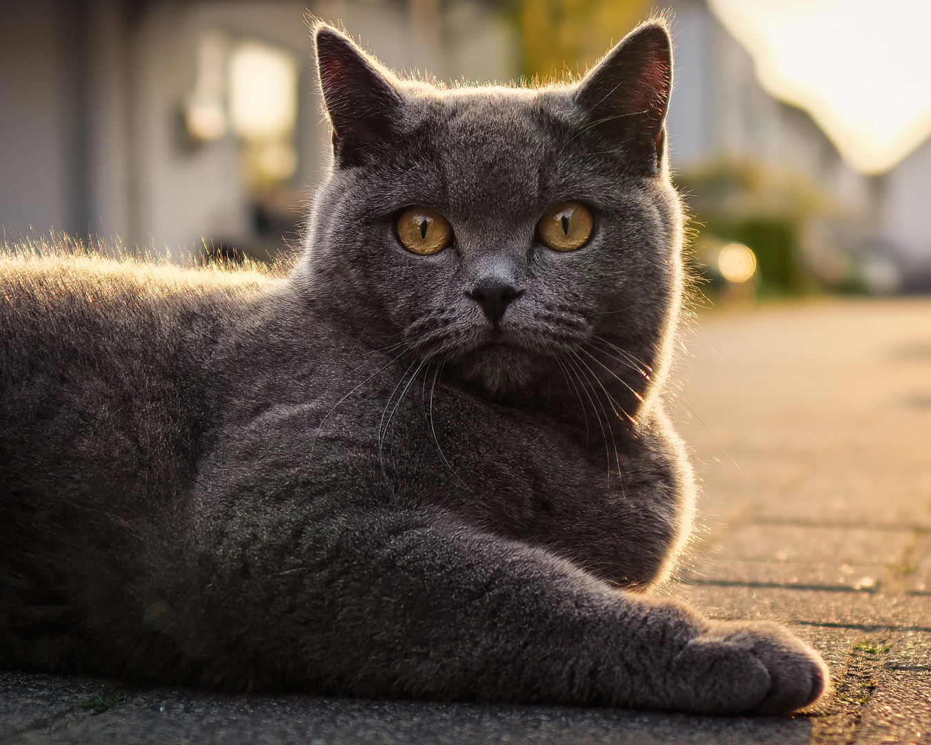 - Straßentiger Portrait -