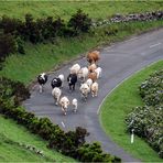 Straßenverkehr auf Flores