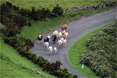 Straßenverkehr auf Flores