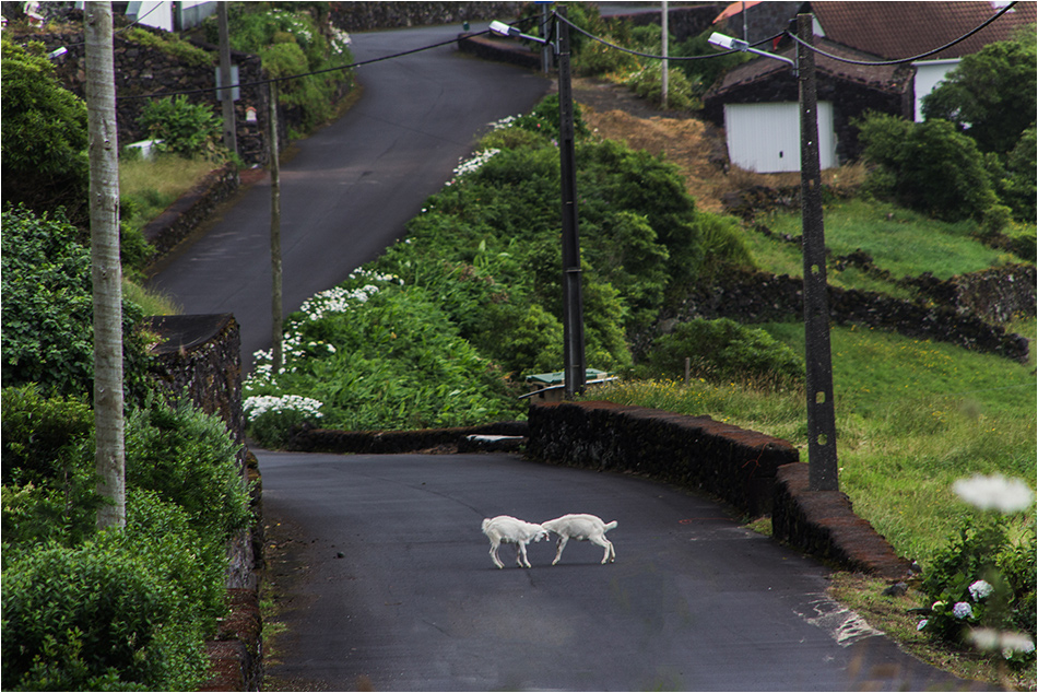 Straßenverkehr auf Pico