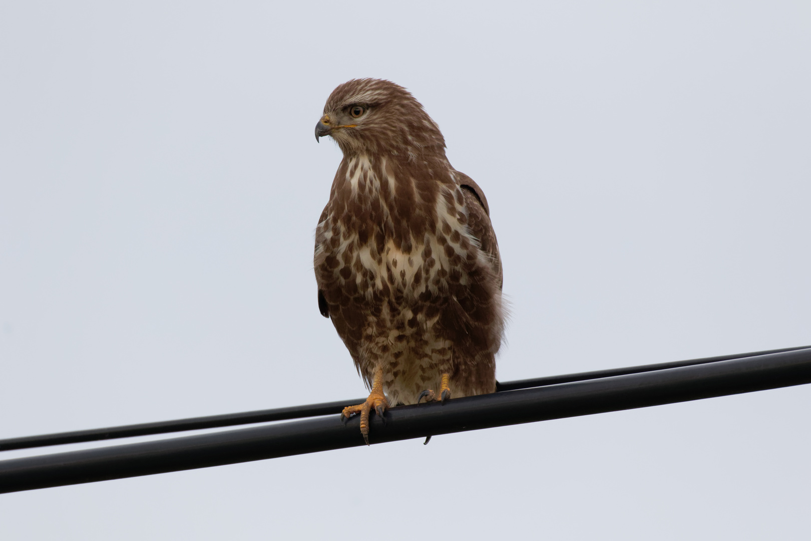 "Straßenwacht" Buteo buteo, Mäusebussard