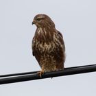 "Straßenwacht" Buteo buteo, Mäusebussard