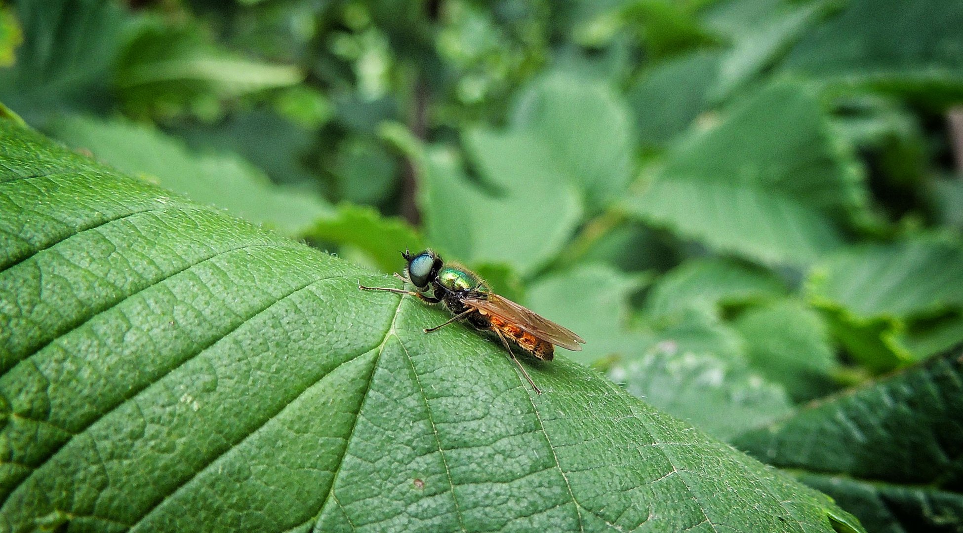 Stratiome Chloromyia Formosa