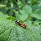 Stratiome Chloromyia Formosa