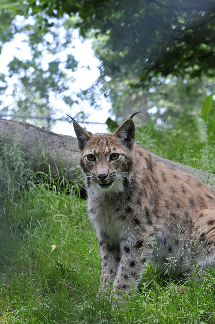 Straubinger Tierpark