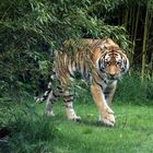 Straubinger Tiger