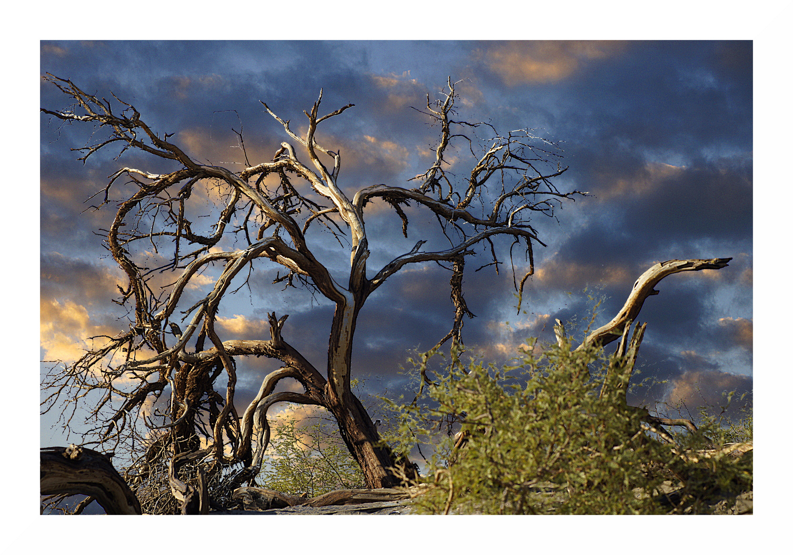 Strauch am Grand Canyon