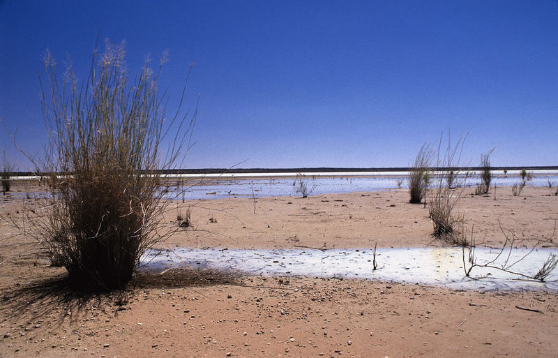 Strauch am Lake Eyre