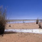 Strauch am Lake Eyre