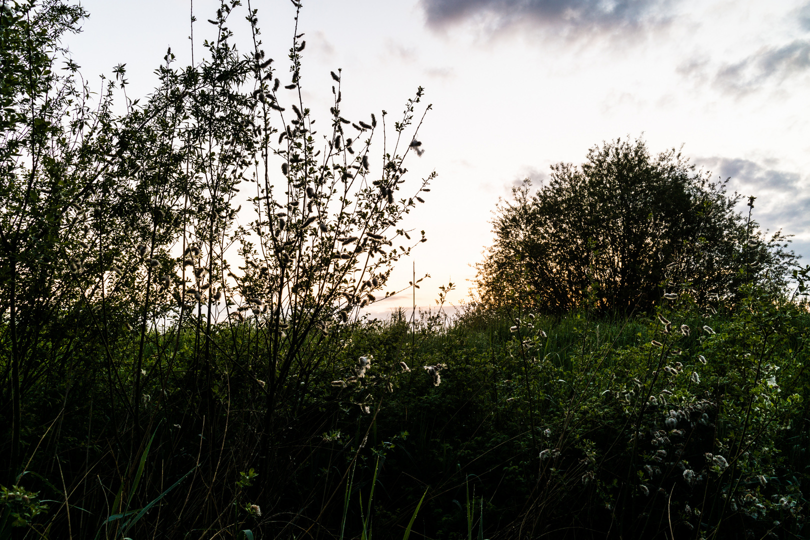 Strauch bei Sonnenaufgang