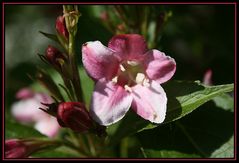 Strauch? Blüte