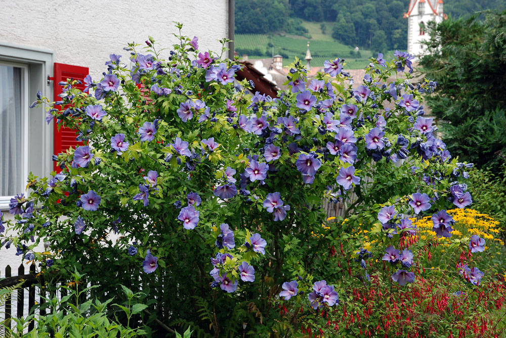 StrauchEibisch Foto & Bild pflanzen, pilze