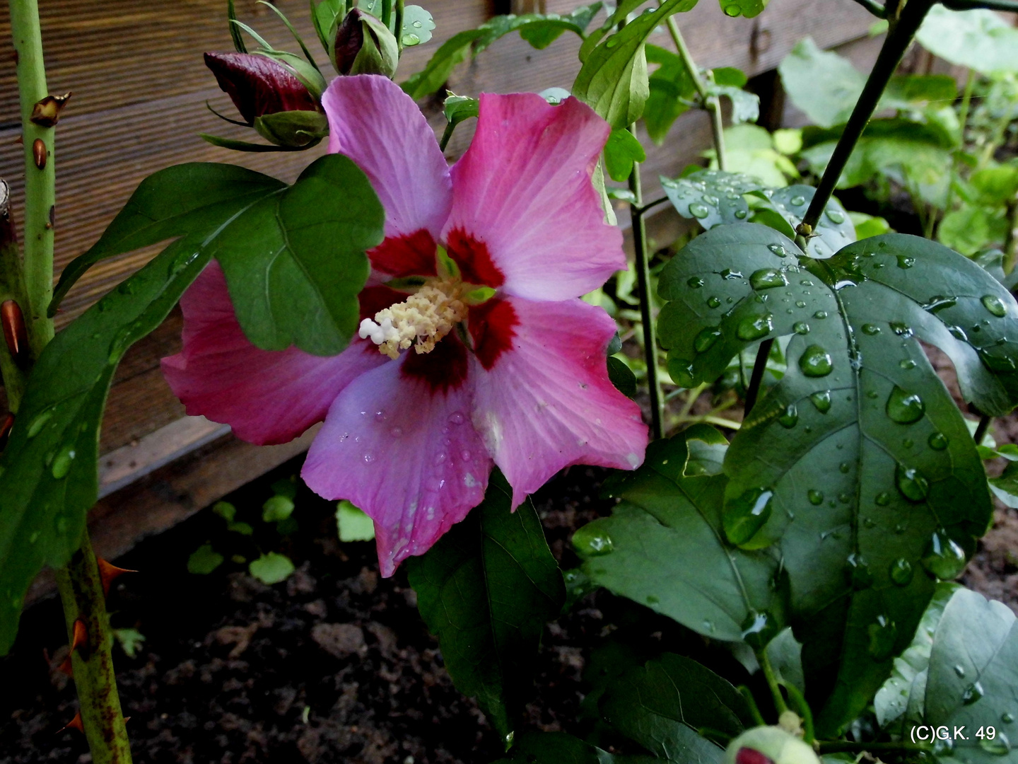 Strauch - Eibisch - ein neuer Busch in unserem Garten .