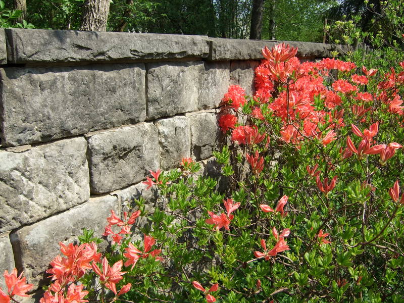 Strauch gegen Mauer