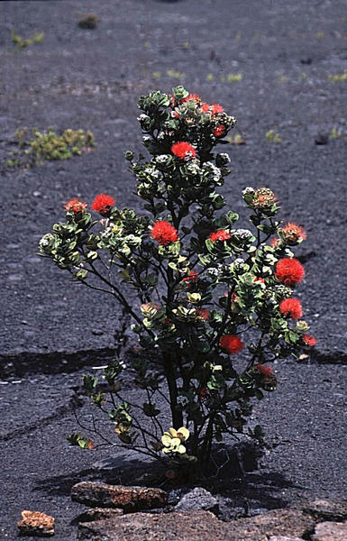 Strauch im Kilauea Iki-Krater auf Big Island