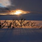 Strauch im Rondane Nationalpark