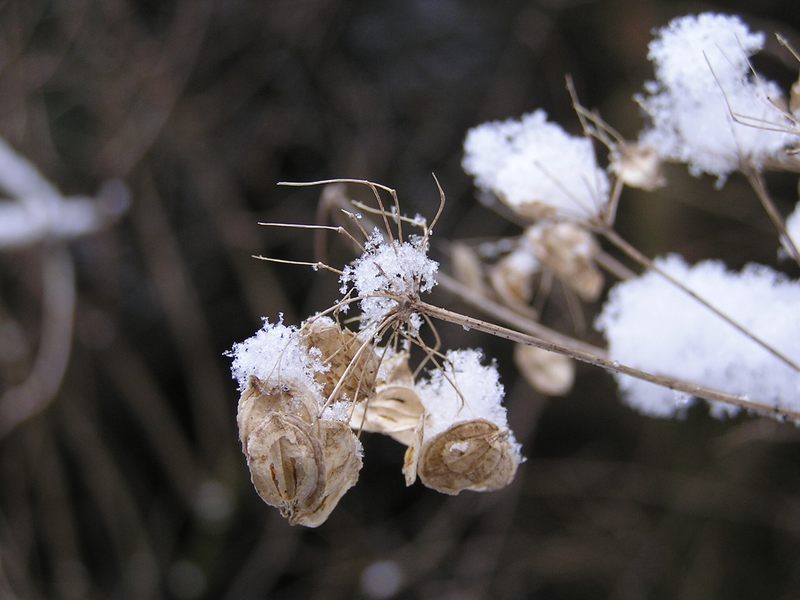 Strauch im Schnee