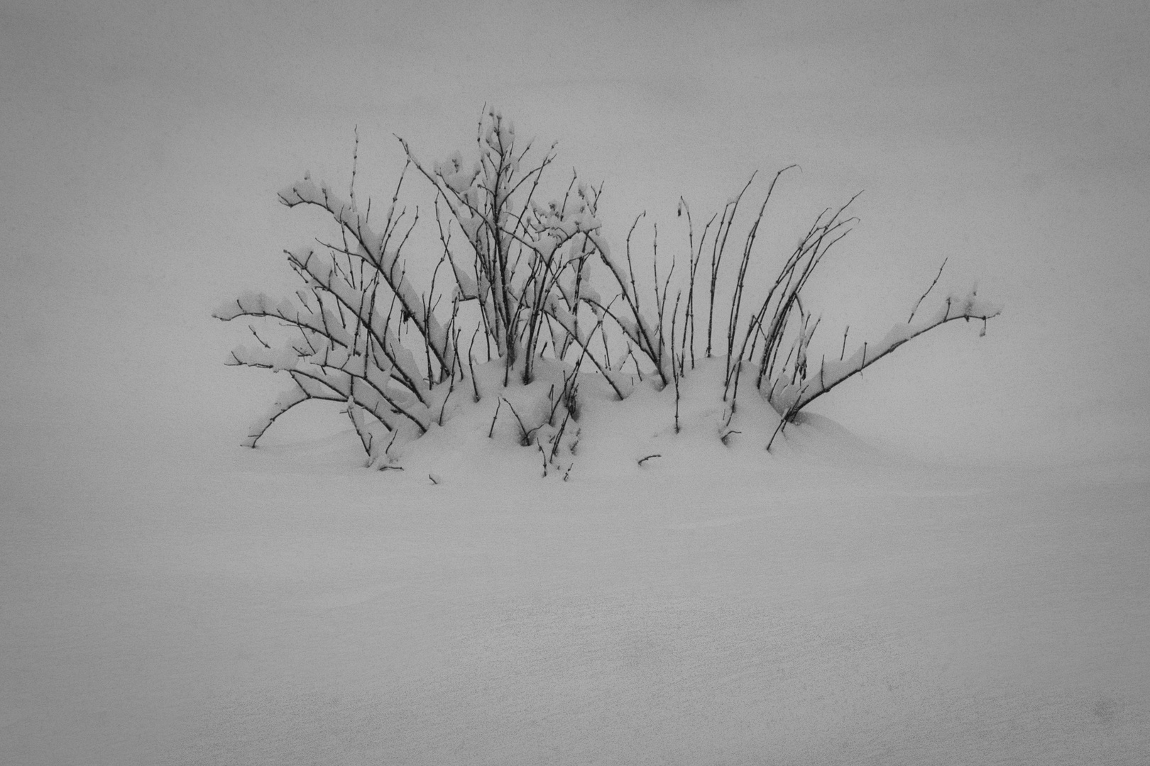 Strauch im Schnee