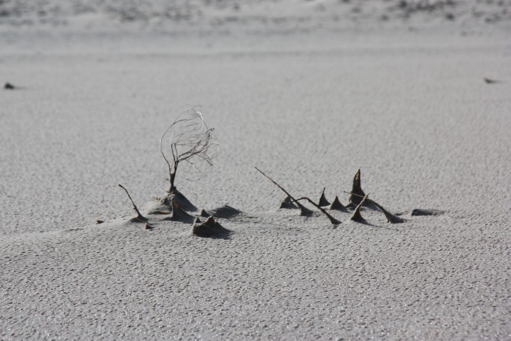 Strauch im Strand