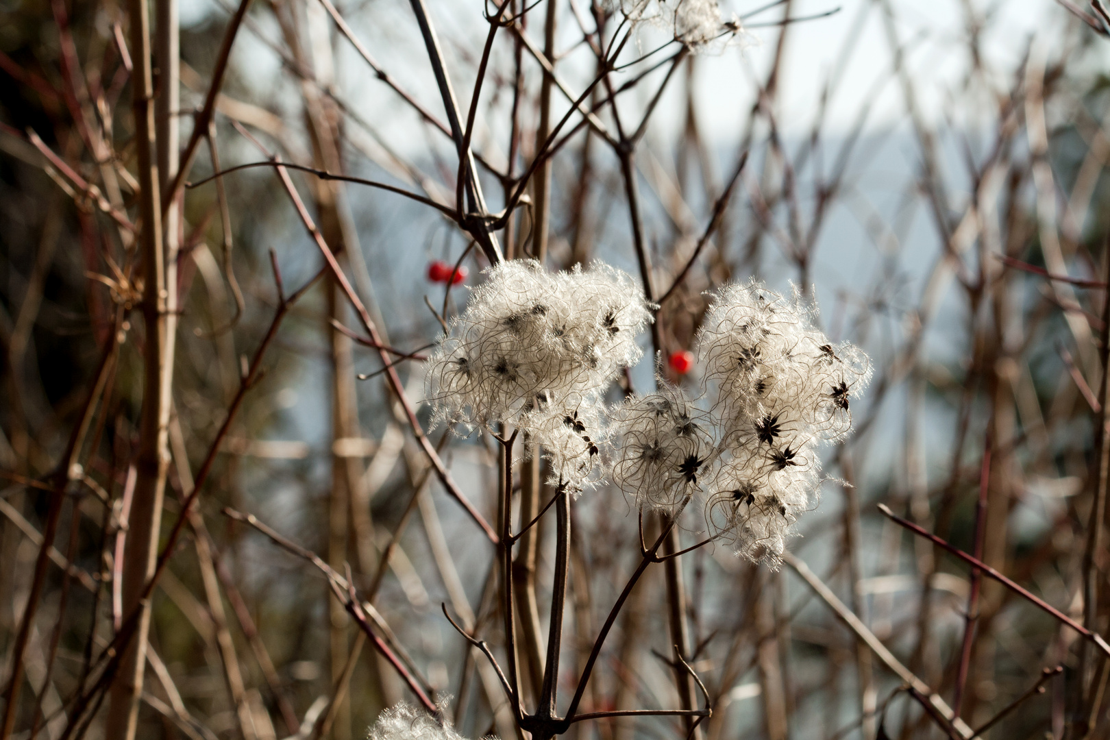 Strauch im Winter