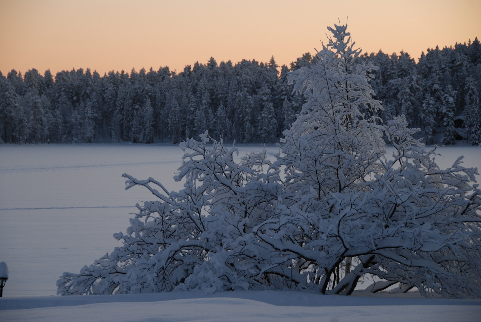 Strauch im Winterkleid