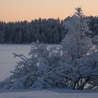 Strauch im Winterkleid