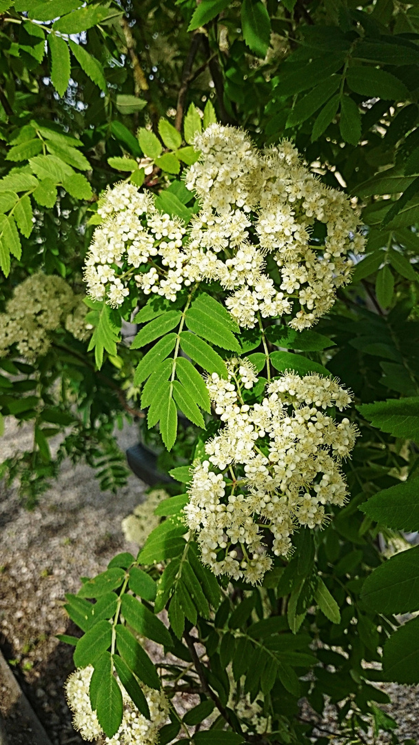 Strauch in Blüte 