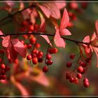 Strauch in der Herbstfärbung..