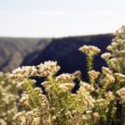 Strauch in Natures Valley