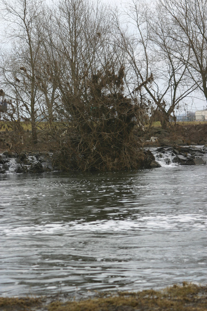 Strauch in Stromschnellen