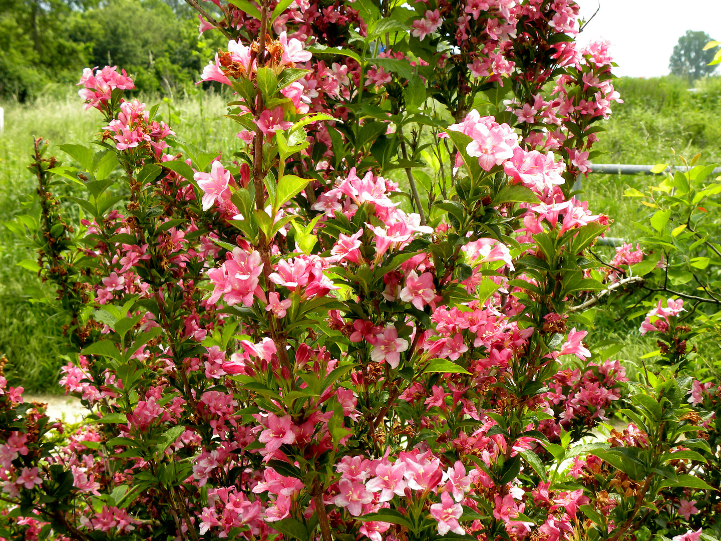 Strauch in voller Blüte