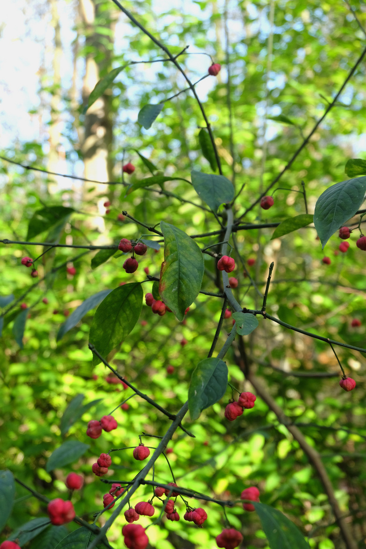 Strauch mit roten Beeren