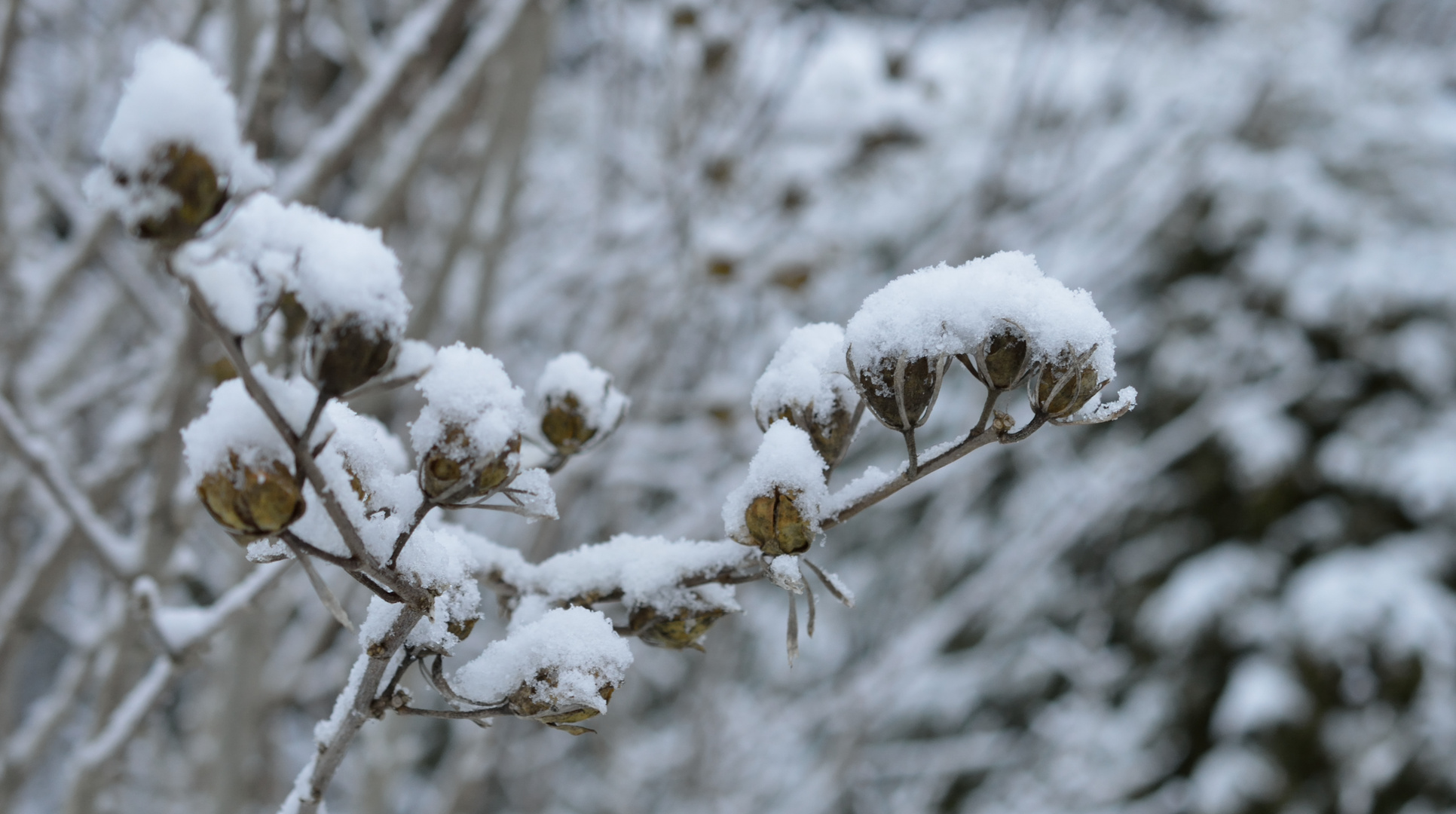 Strauch mit Schnee