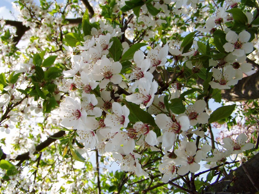 Strauch mit Weiß roten Blüten