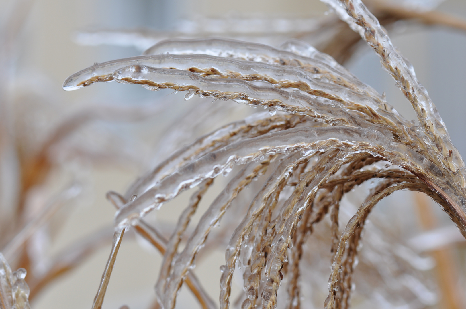 Strauch nach dem Eisregen