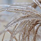 Strauch nach dem Eisregen