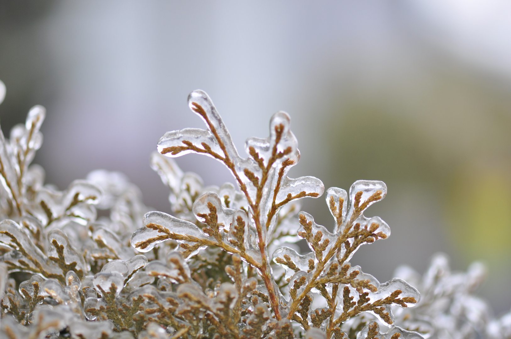 Strauch nach dem Eisregen