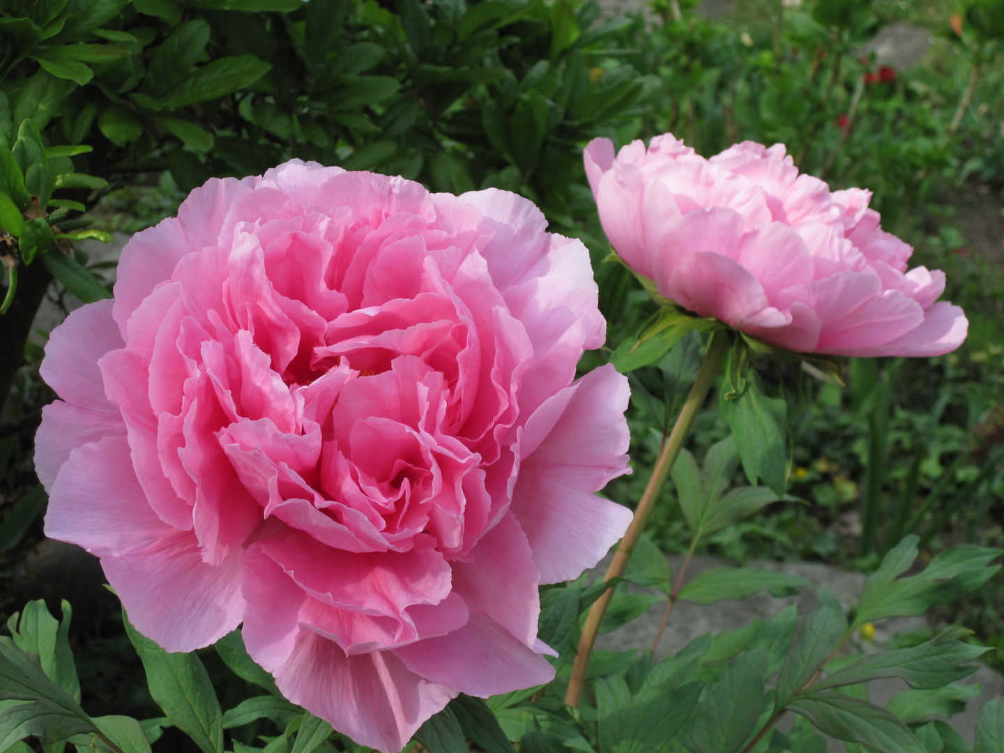 Strauch-Peonie