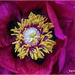 strauch-pfingstrose (paeonia ×suffruticosa) ....