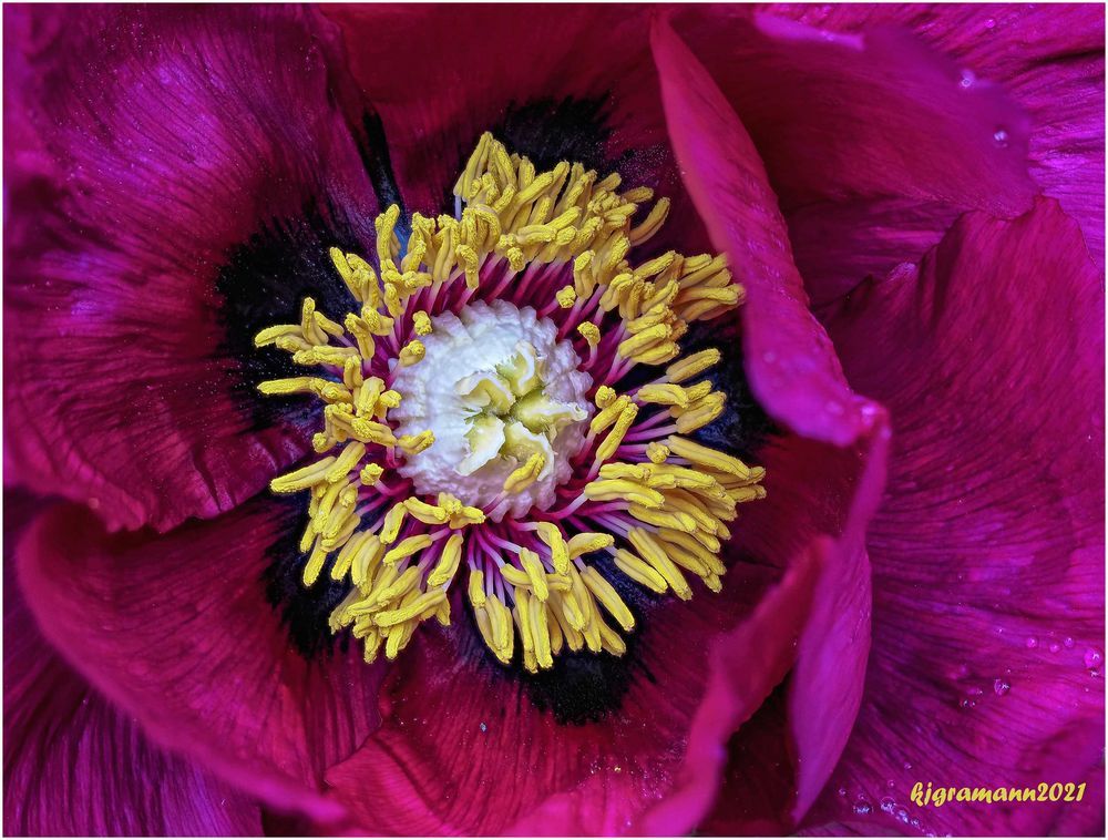 strauch-pfingstrose (paeonia ×suffruticosa) ....