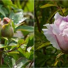 Strauch- Pfingstrose (Paeonia suffruticosa)