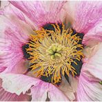 strauch-pfingstrose (paeonia ×suffruticosa) II  ....