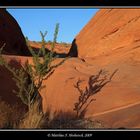 Strauch - Stein - Schatten