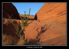 Strauch - Stein - Schatten