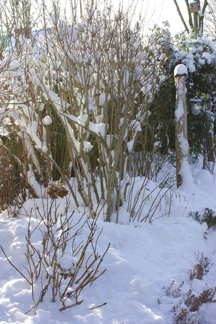 Strauch und Wegleuchte im Schnee 01