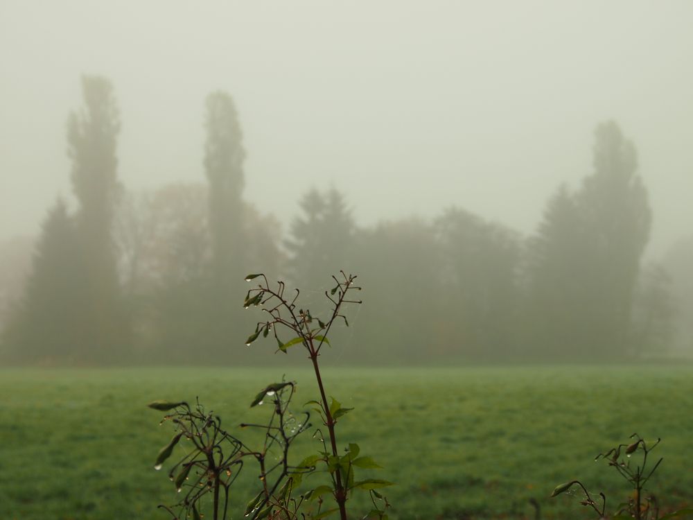 Strauch vor Nebelwiese