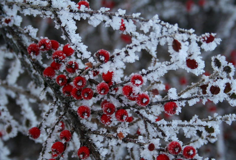 Strauchbeeren im Winterkleid